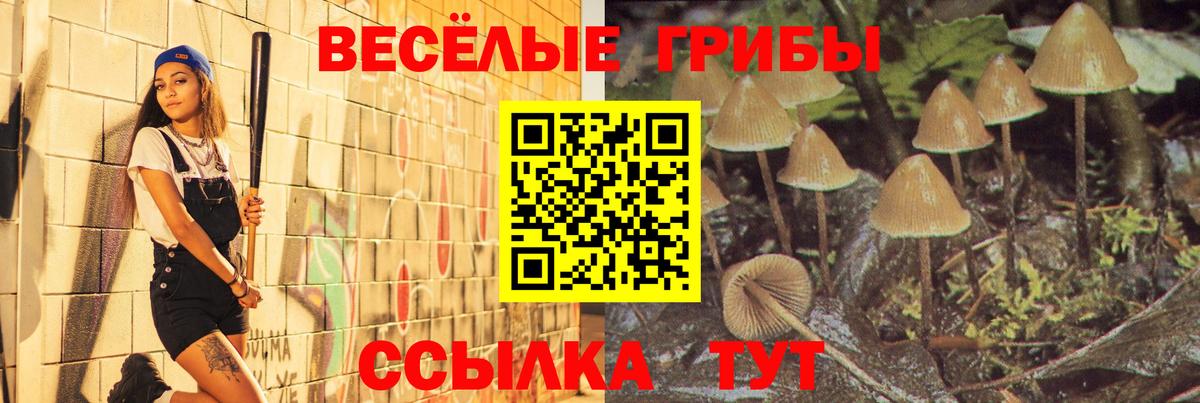 Карачаевск  Галлюциногенные грибы Psilocybine cubensis  даркнет сайт  Вход с VPN 